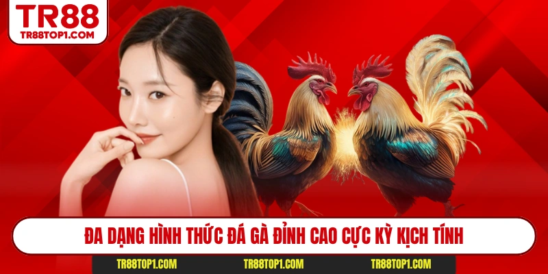 Đa dạng hình thức đá gà đỉnh cao cực kỳ kịch tính Đa dạng hình thức đá gà đỉnh cao cực kỳ kịch tính